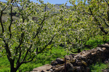 Cherry blossom in the Jerte Valley, Cáceres, Spain. Selective focus in the branches of cherry...