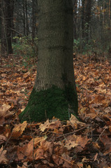 Maple trunk with moss on the bark in the autumn forest. Forest substrate with fall foliage, fallen leaves