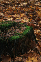 Closeup of mossy stump with a mushroom above and dry pine needles in the autumn forest, forest substrate, fallen autumn foliage, dry autumn leaves, selective focus in the foreground