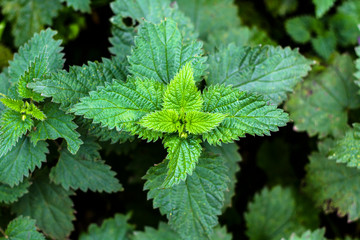 Ortie verte avec ses feuilles piquantes