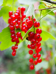 Red currant, berries full of vitamins, healthy food.