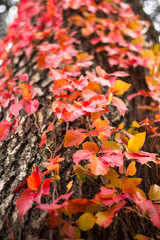Couleurs d'Automne, feuilles rouges et oranges d'un lierre sur un tronc d'arbre
