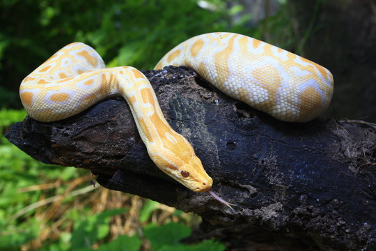 Albino Burmese Python (Python molurus bivittatus) on a tree