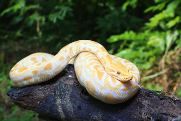Albino Burmese Python (Python molurus bivittatus) on a tree