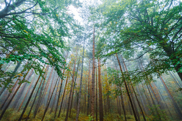 Fototapeta na wymiar misty green forest