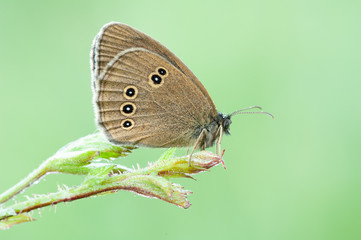 Coenonympha oedippus, the false ringlet, is a species of butterfly in the subfamily Satyridae.