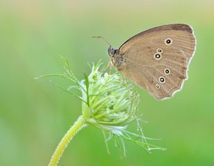Coenonympha oedippus, the false ringlet, is a species of butterfly in the subfamily Satyridae.
