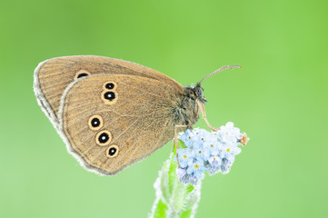 Coenonympha oedippus, the false ringlet, is a species of butterfly in the subfamily Satyridae.