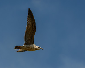 seagull in flight