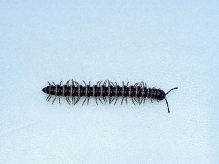 ヤスデの白バック