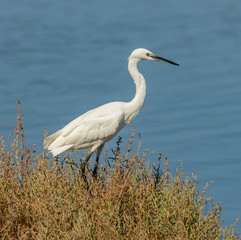 great white heron in grass by sea
