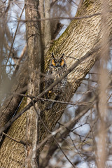 Long eared owl resting during midwinter.