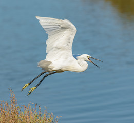 great white egret taking off