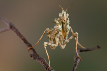 idolomantis diabolica