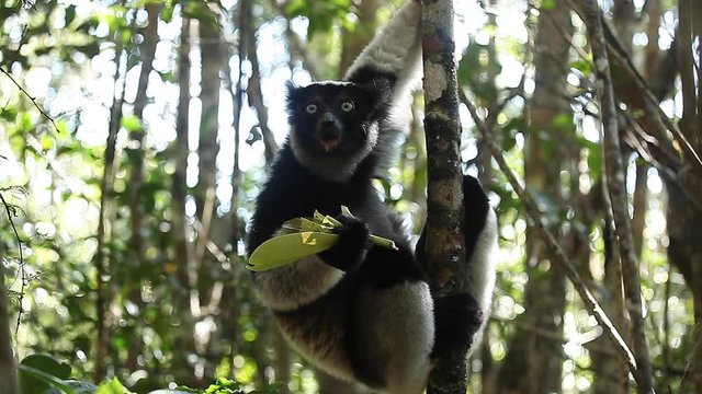 Cinemagraph of the lemur (Indri lemur) eating leaves in the forest