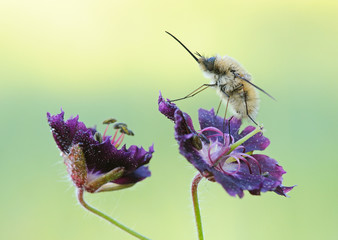 Bombylius major