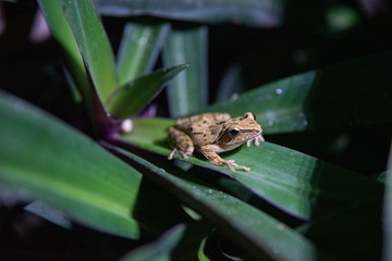 common tree frog in bali on a hoppy around on a green leaf