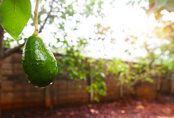 Avocado a pear-shaped fruit with a rough leathery skin, smooth oily edible flesh, and a large stone.  