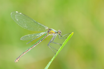 Calopteryx splendens