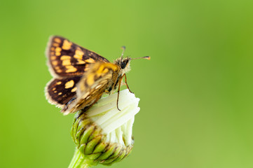 Carterocephalus silvicola