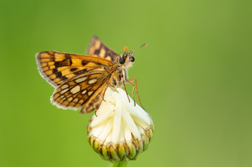 Carterocephalus silvicola