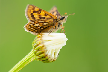 Carterocephalus silvicola
