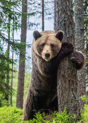 Brown bear stands on its hind legs by a tree in a summer forest. Scientific name: Ursus Arctos (...