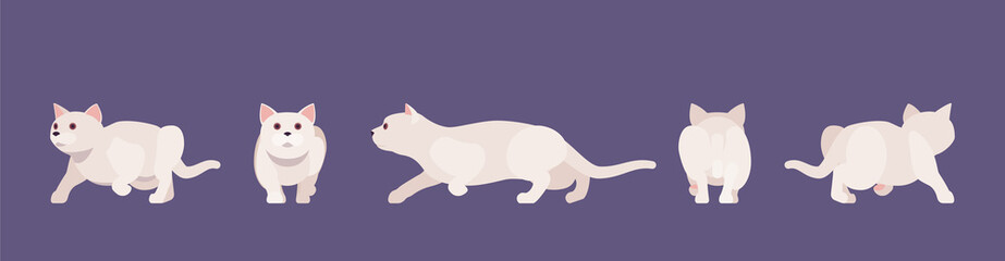 White pedigree cat sneaking. Active healthy kitten with beautiful fur and light coat, cute funny pet, home playful loving companion. Vector flat style cartoon illustration different views