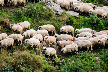Big  flock of white sheeps Romanian  mountains