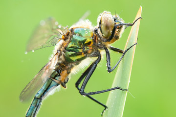 Cordulia aenea