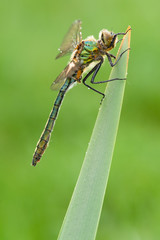 Cordulia aenea