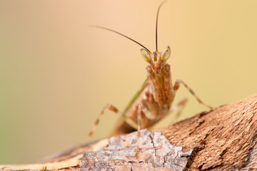 Creobroter gemmatus