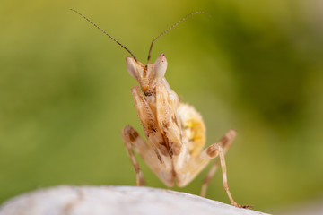 Creobroter gemmatus