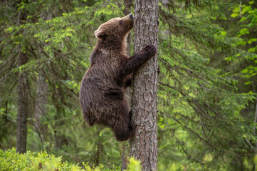 Brown bear cub climbs a pine tree. Natural habitat. Summer forest. Scientific name: Ursus arctos.