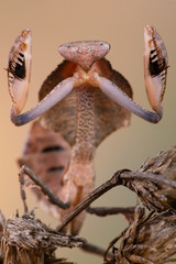 deroplatys lobata