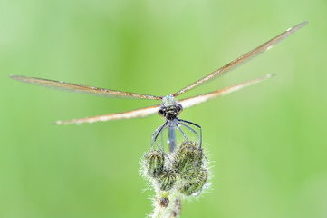 dragonfly