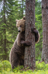 Brown bear stands on its hind legs by a tree in a summer forest. Scientific name: Ursus Arctos (...