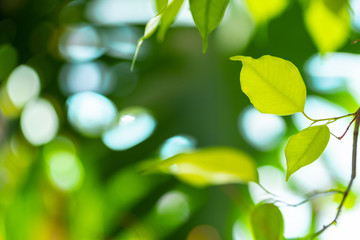 Naklejka premium Close up of house plant branch with leaves in sunlight