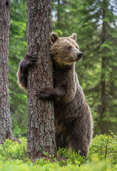 Naklejka na ściany i meble Brown bear stands on its hind legs by a tree in a summer forest. Scientific name: Ursus Arctos ( Brown Bear). Green natural background. Natural habitat.