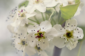 Obraz premium Ornamental Pear blossom close-up