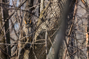 Long eared owl resting during midwinter. © Hummingbird Art