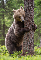 Fototapeta na wymiar Brown bear stands on its hind legs by a tree in a summer forest. Scientific name: Ursus Arctos ( Brown Bear). Green natural background. Natural habitat.