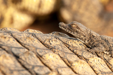 Nile crocodile, Mother and hatched baby, caring, carrying, taking the baby to water