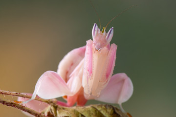 Hymenopus coronatus