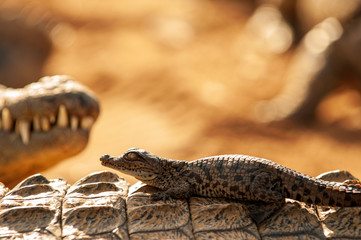 Nile crocodile, Mother and hatched baby, caring, carrying, taking the baby to water
