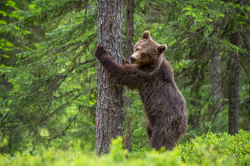 Brown bear stands on its hind legs by a tree in a summer forest. Scientific name: Ursus Arctos (...