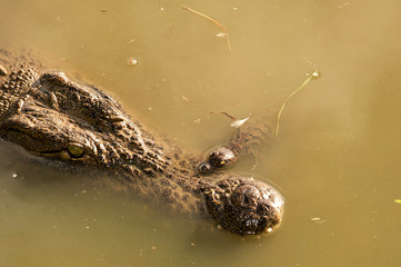 Nile crocodile, Mother and hatched baby, caring, carrying, taking the baby to water