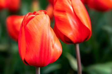 Fototapeta premium Red Tulips
