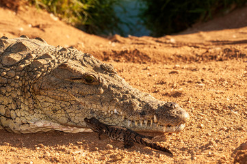 Nile crocodile, Mother and hatched baby, caring, carrying, taking the baby to water