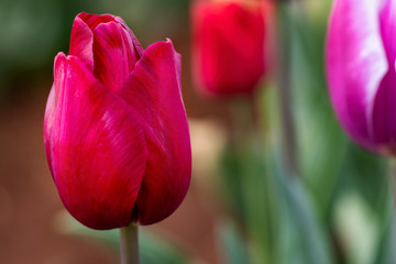 Fototapeta premium Red Tulips